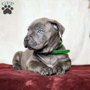 Emy, Cane Corso Puppy